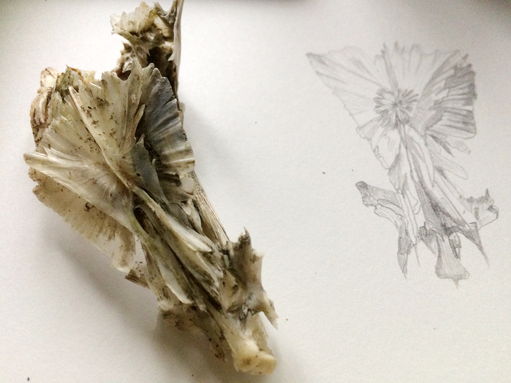 Dried green and brown plant specimen beside faint botanical sketch on white paper