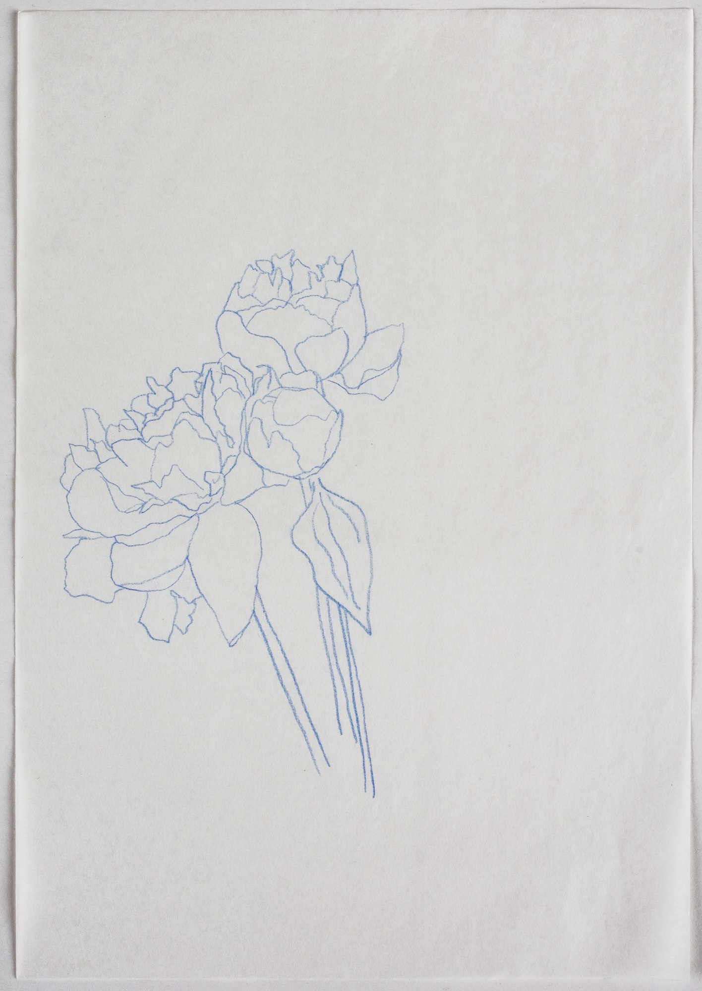 A minimalist blue line drawing of three peonies on white paper, with stems extending towards the lower edge.