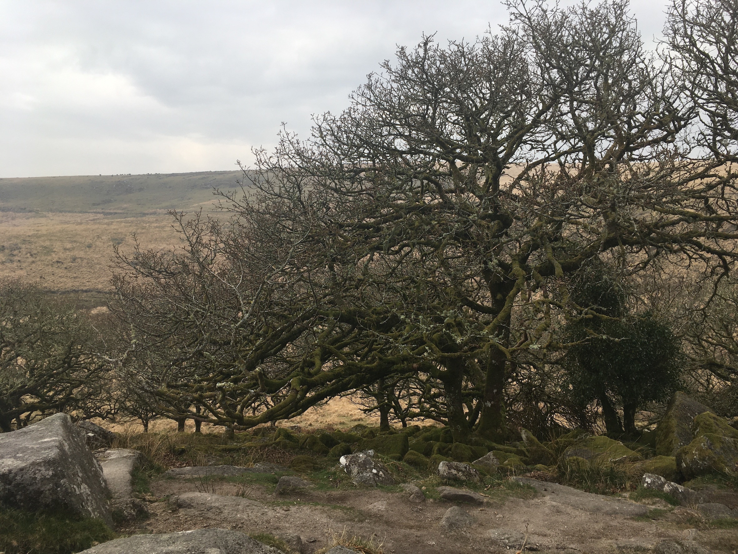 A mass of dead trees with a heathland and overcast sky in the background.