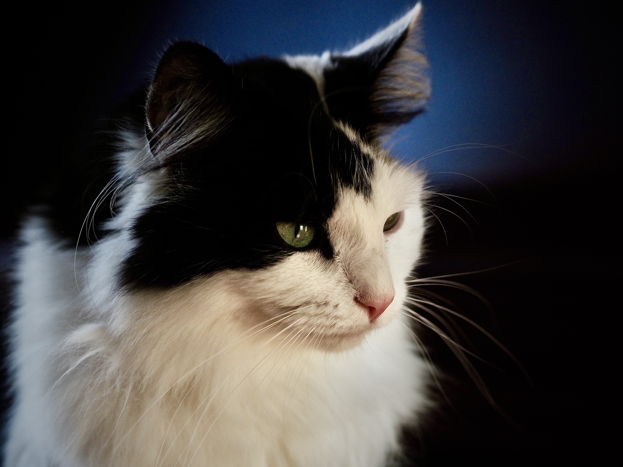 A black-and-white cat with long fur and green eyes is shown in close-up against a dark blue background.