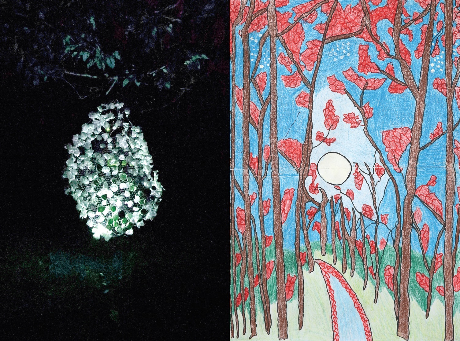 Two images, one of a tree in the dark and the other is a colour drawing of a red woodland