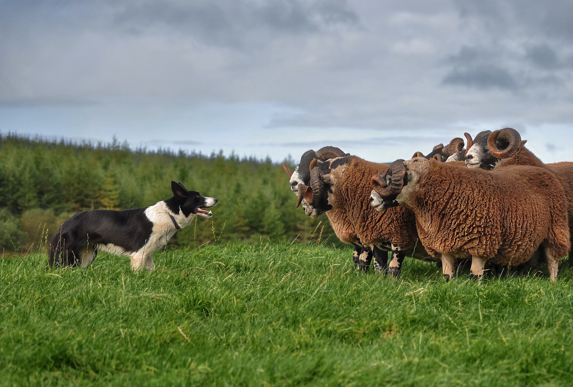 A sheepdog facing a small group of sheep in a field with an overcast sky overhead.