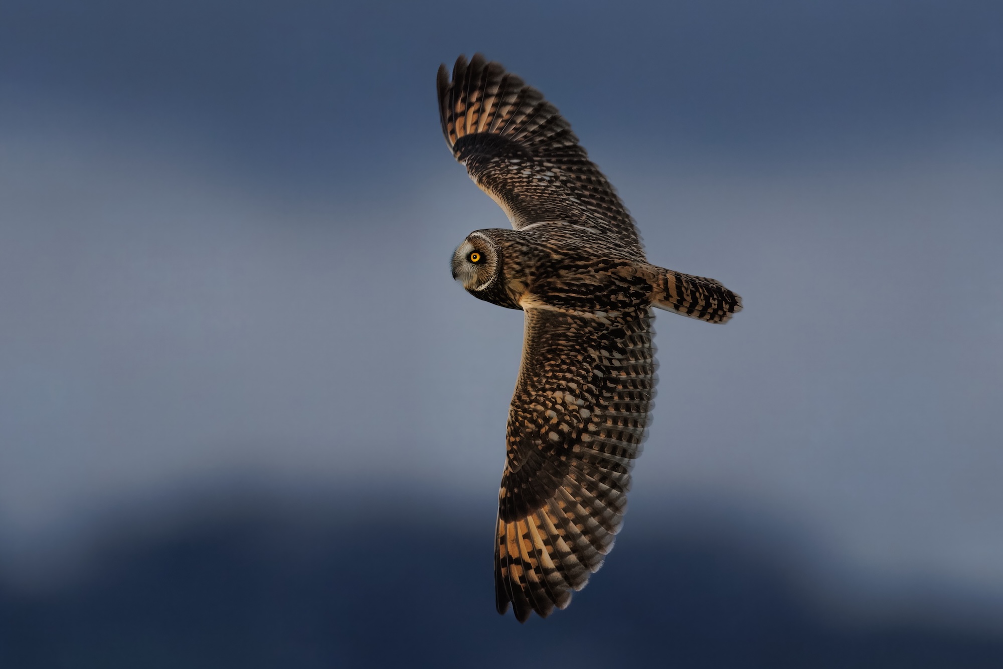 A short-eared owl in flight against a blurred blue-grey sky, with wings fully spread and head turned towards the camera.