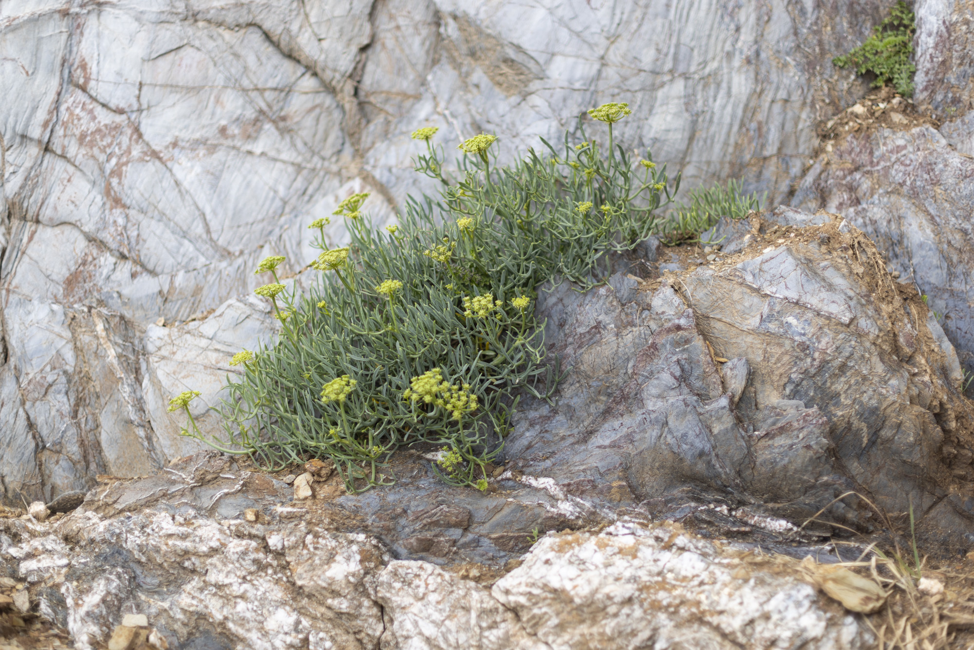 Green sea plants with yellow flowers emerging from a rocky cliff.