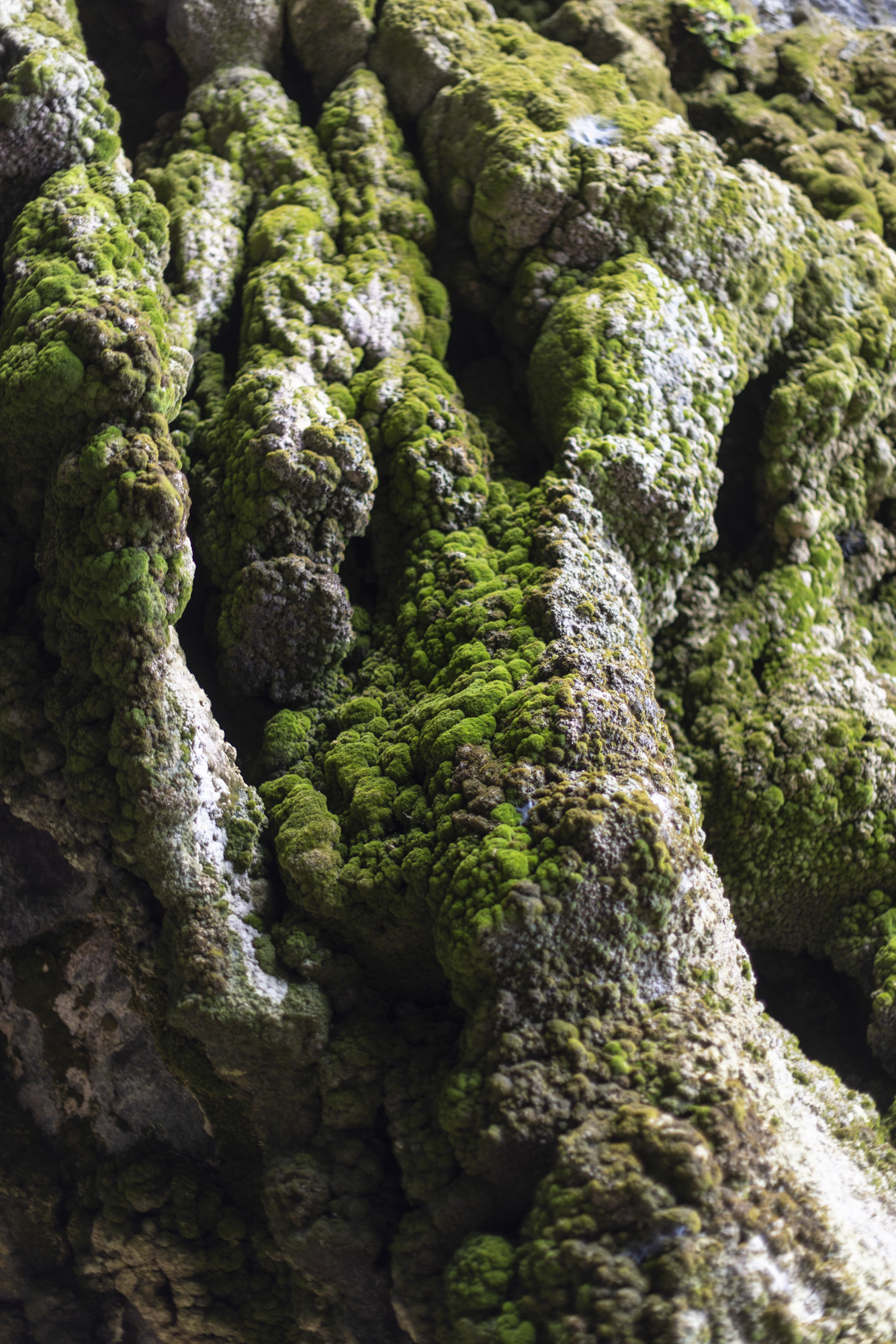 Close-up of mossy cliff rocks.