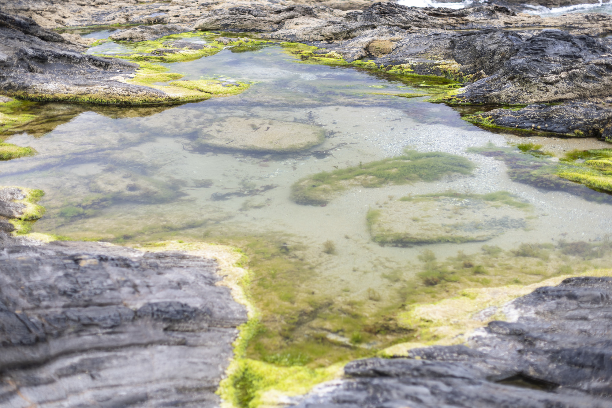 A large rock pool with algae.