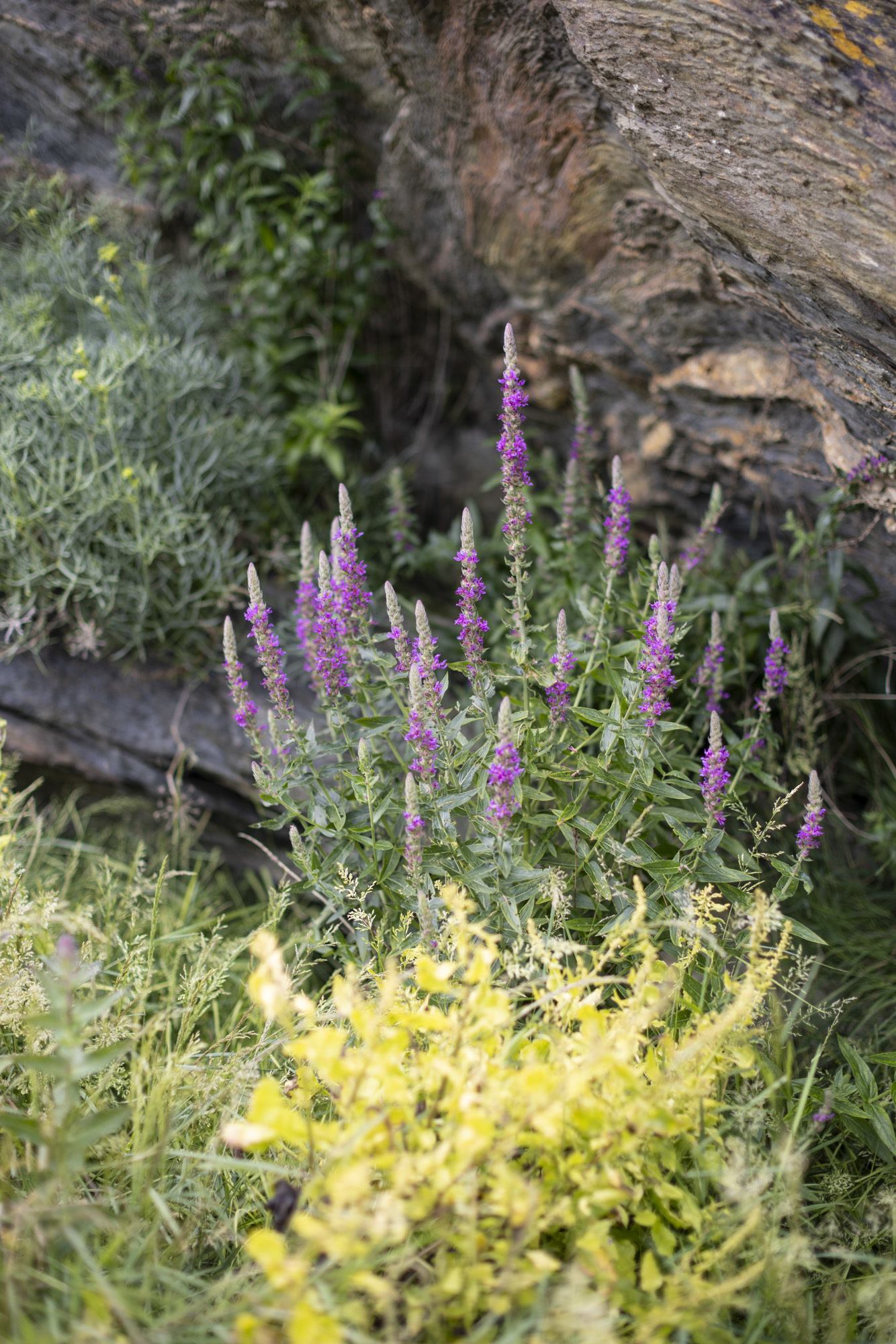 Foxgloves and other foliage growing, rocky cliff in the background.