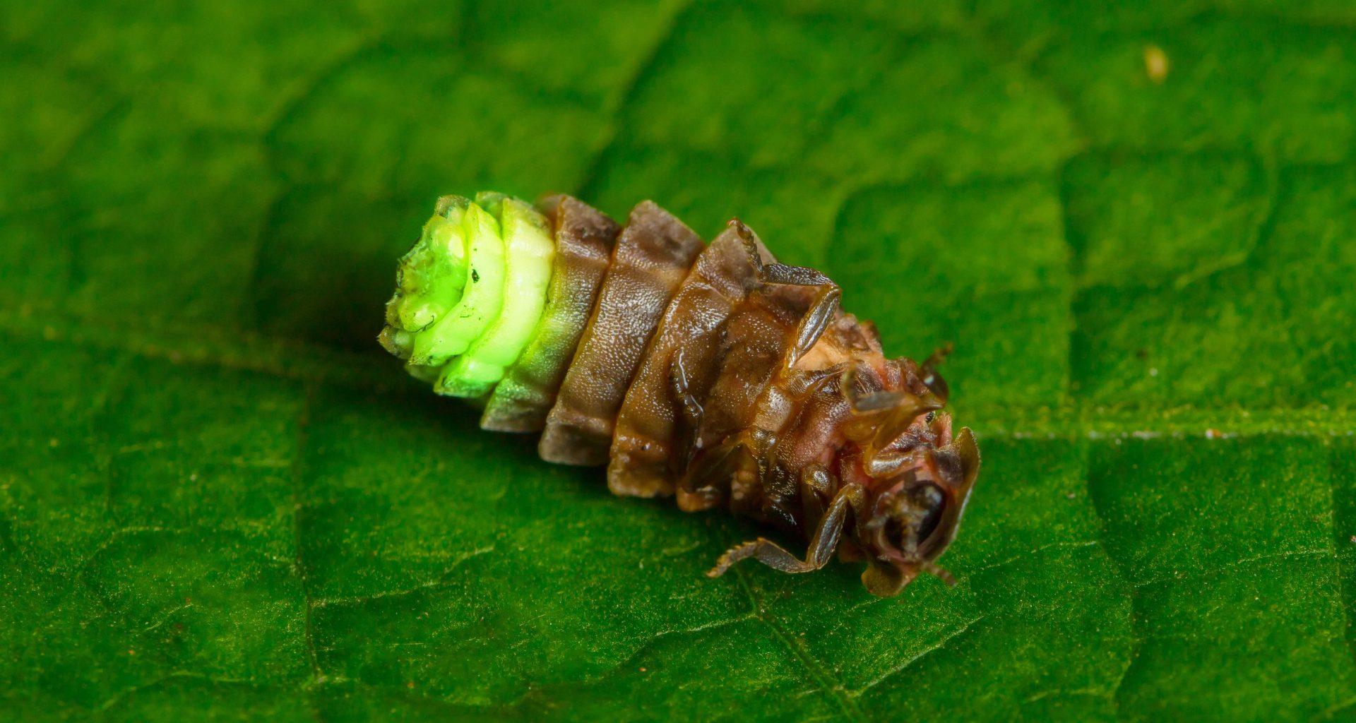Close-up of a glow worm on its back on a leaf.