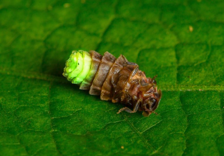 A glow worm on its back on a leaf.