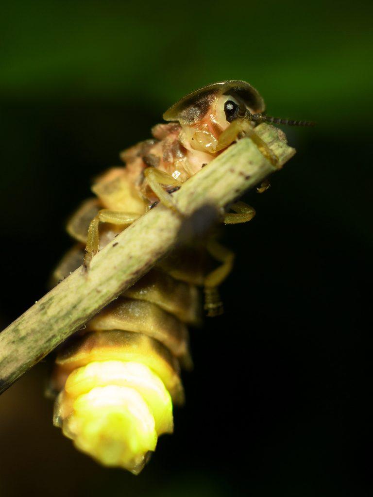 A glow worm climbing onto the tip of a branch.