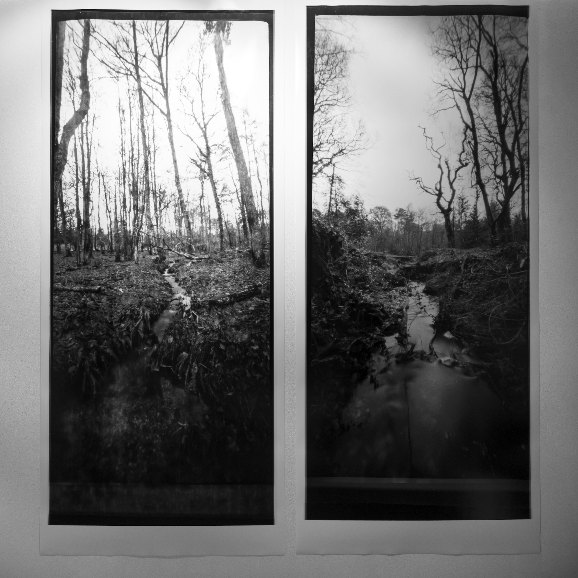 Two black-and-white landscape photographs mounted side by side, each showing a wooded wetland with bare trees and a narrow stream.