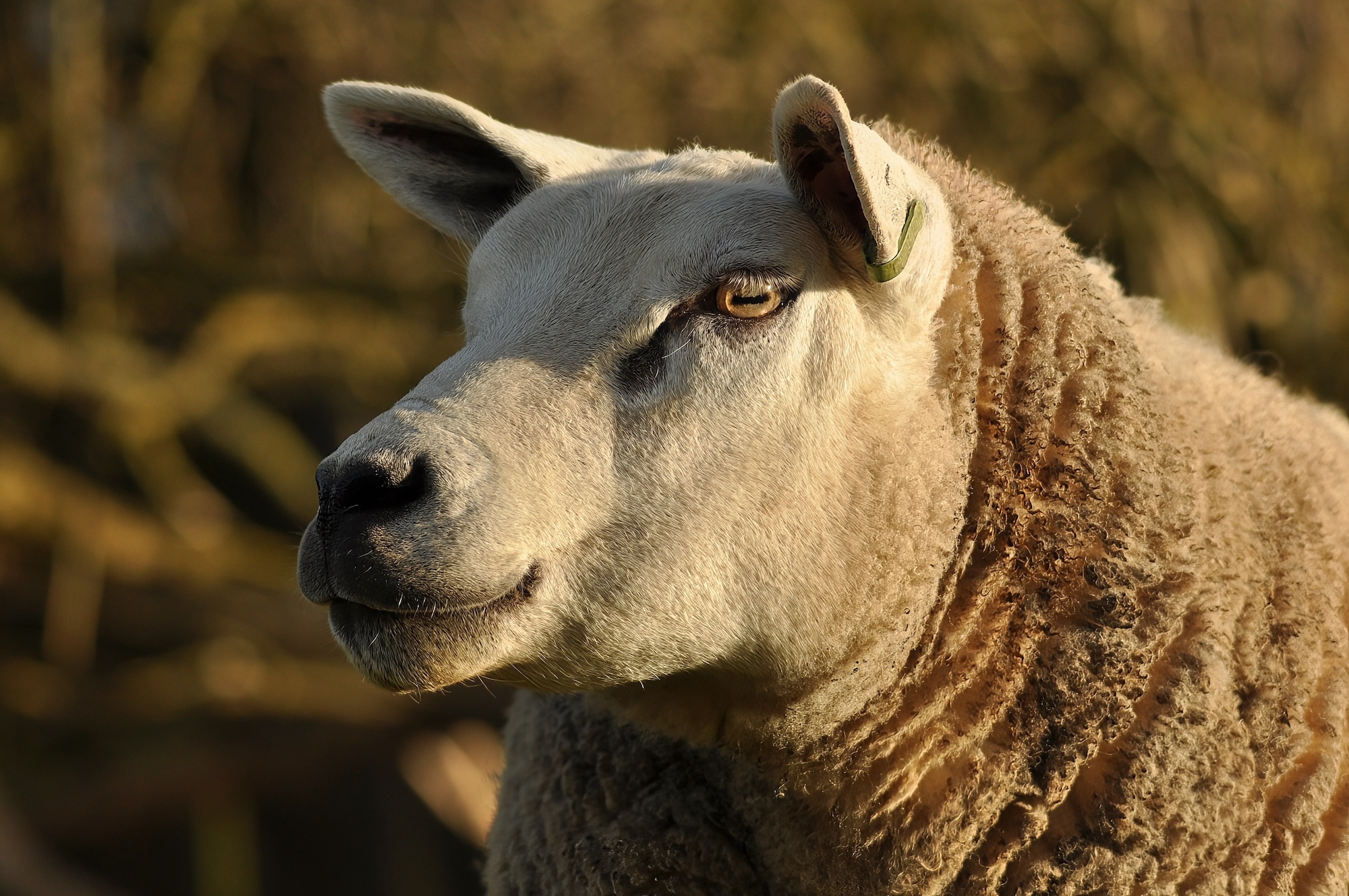 Close-up of a sheep's face, looking away to the left.