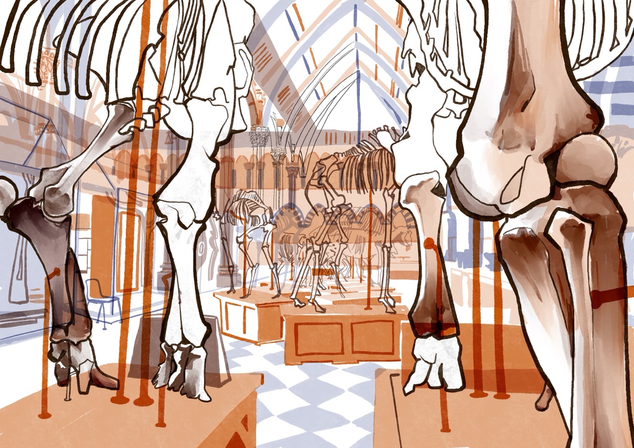 An illustrated museum display of large animal skeletons suspended above wooden platforms in a vaulted gallery with a tiled floor.
