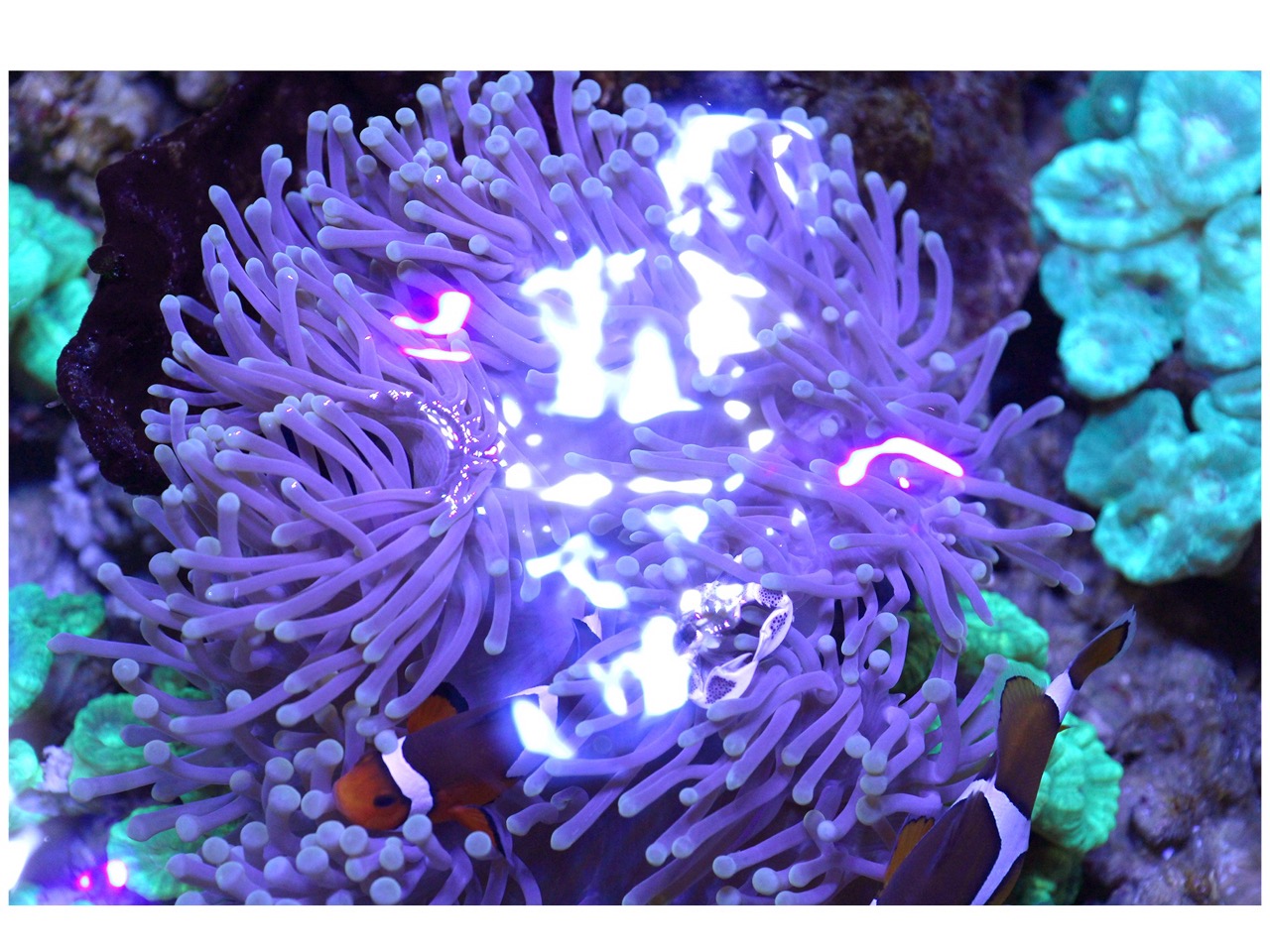 A purple sea anemone with long tentacles under aquarium lighting, with small orange-and-black fish and coral in the background.