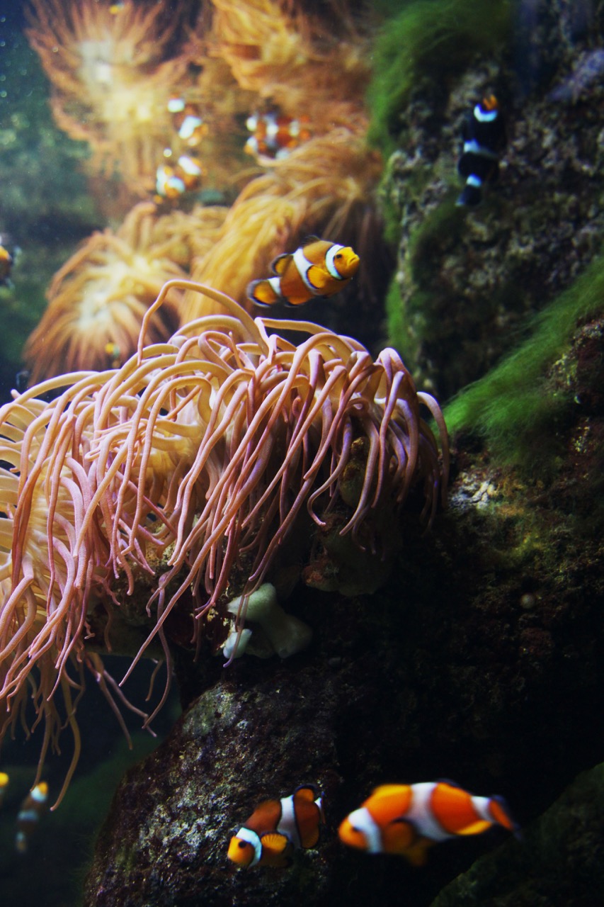 Three orange-and-white clownfish swimming among pink sea anemone tentacles on a rocky coral reef.
