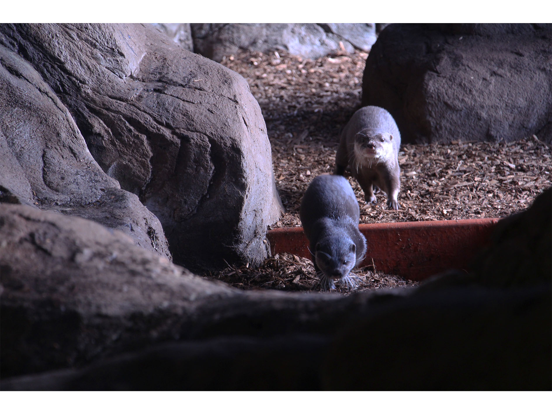 Two small meerkats stand on woodchip ground between large rocks, with a red feeding tray behind them.