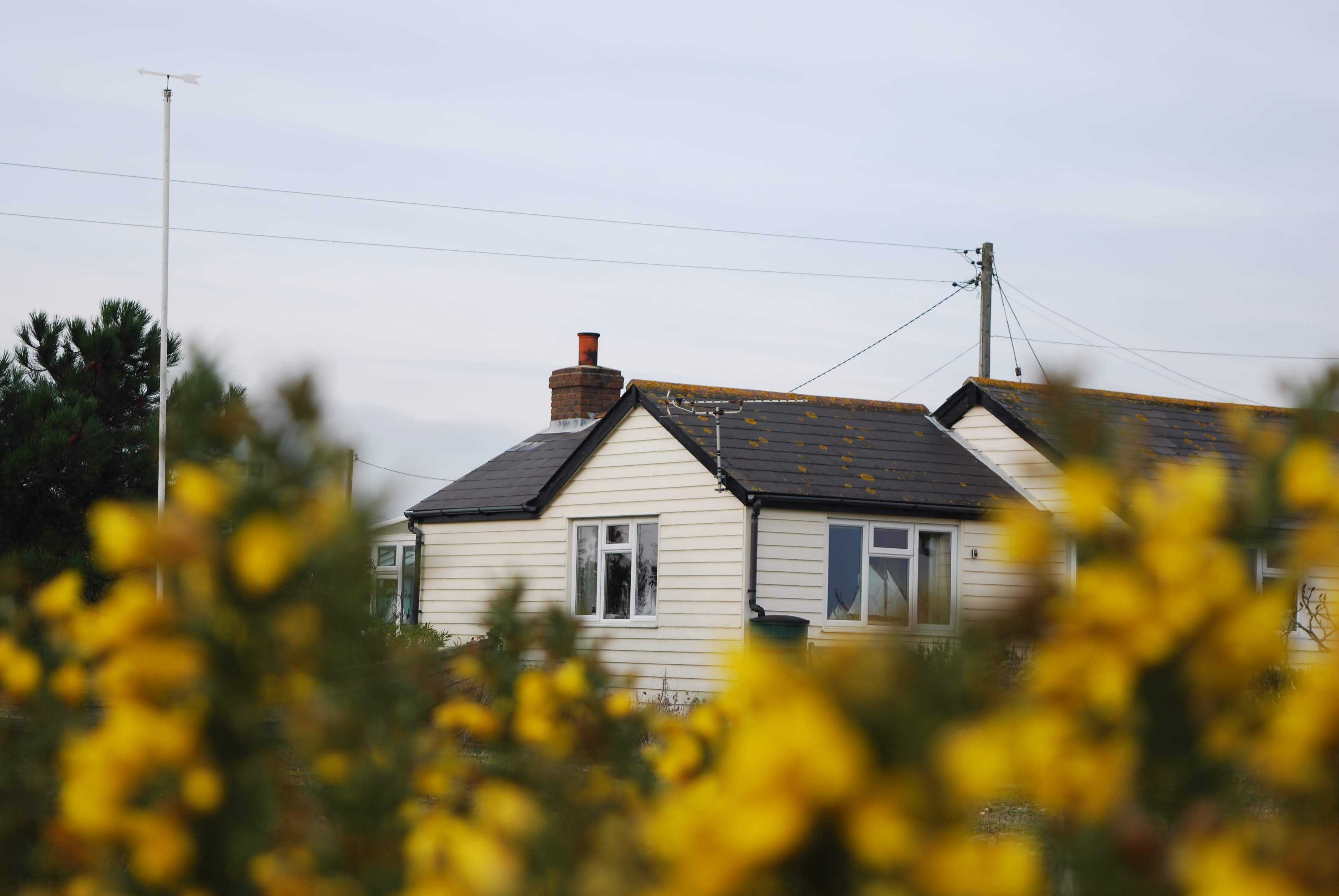 A white house with a black roof seen through a bush of yellow flowers