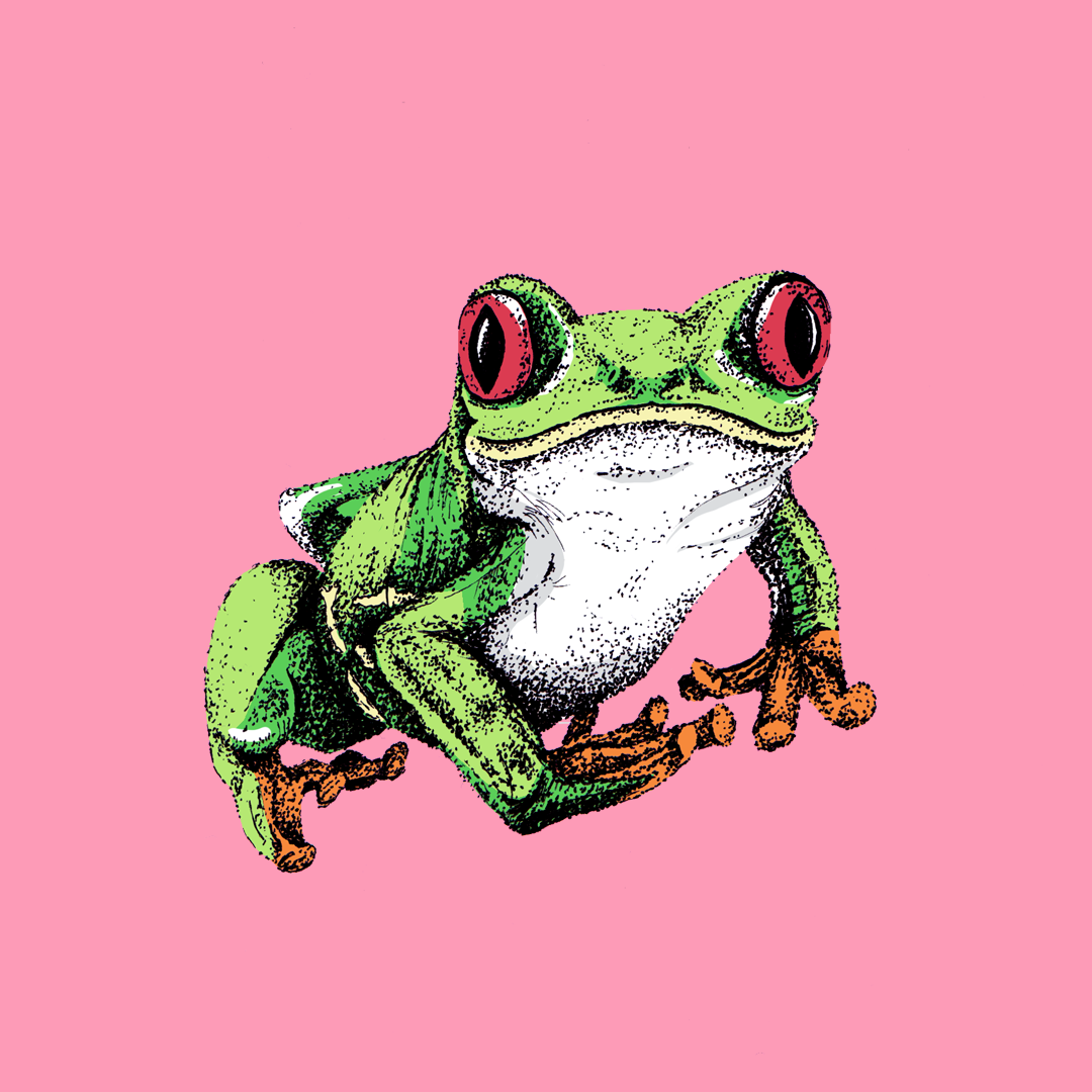 Illustration of a red-eyed tree frog on a pink back ground