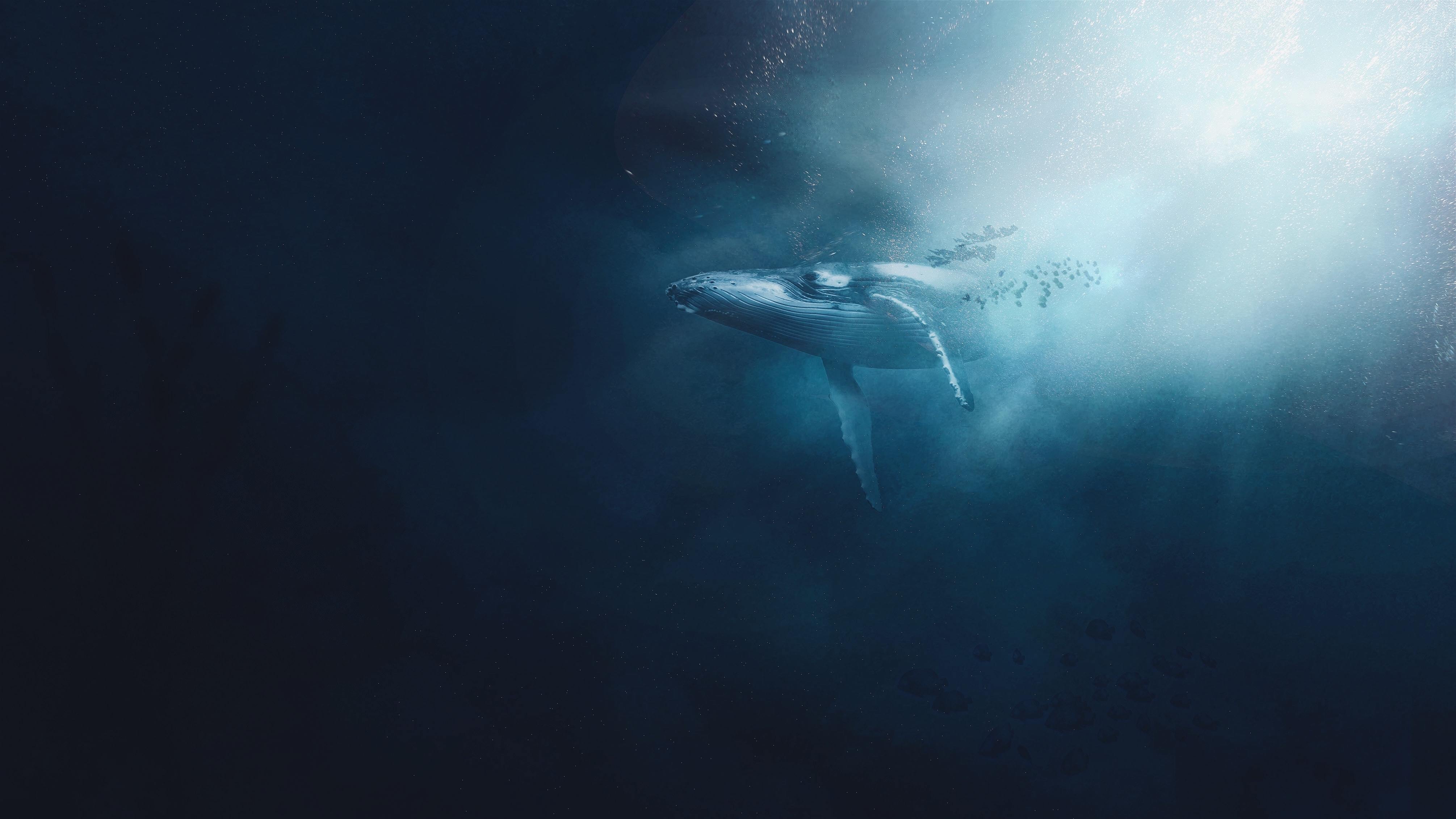 A whale swims underwater in the ocean