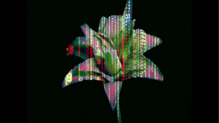 A stylised digital flower with multicoloured glitch-like stripes on a black background.