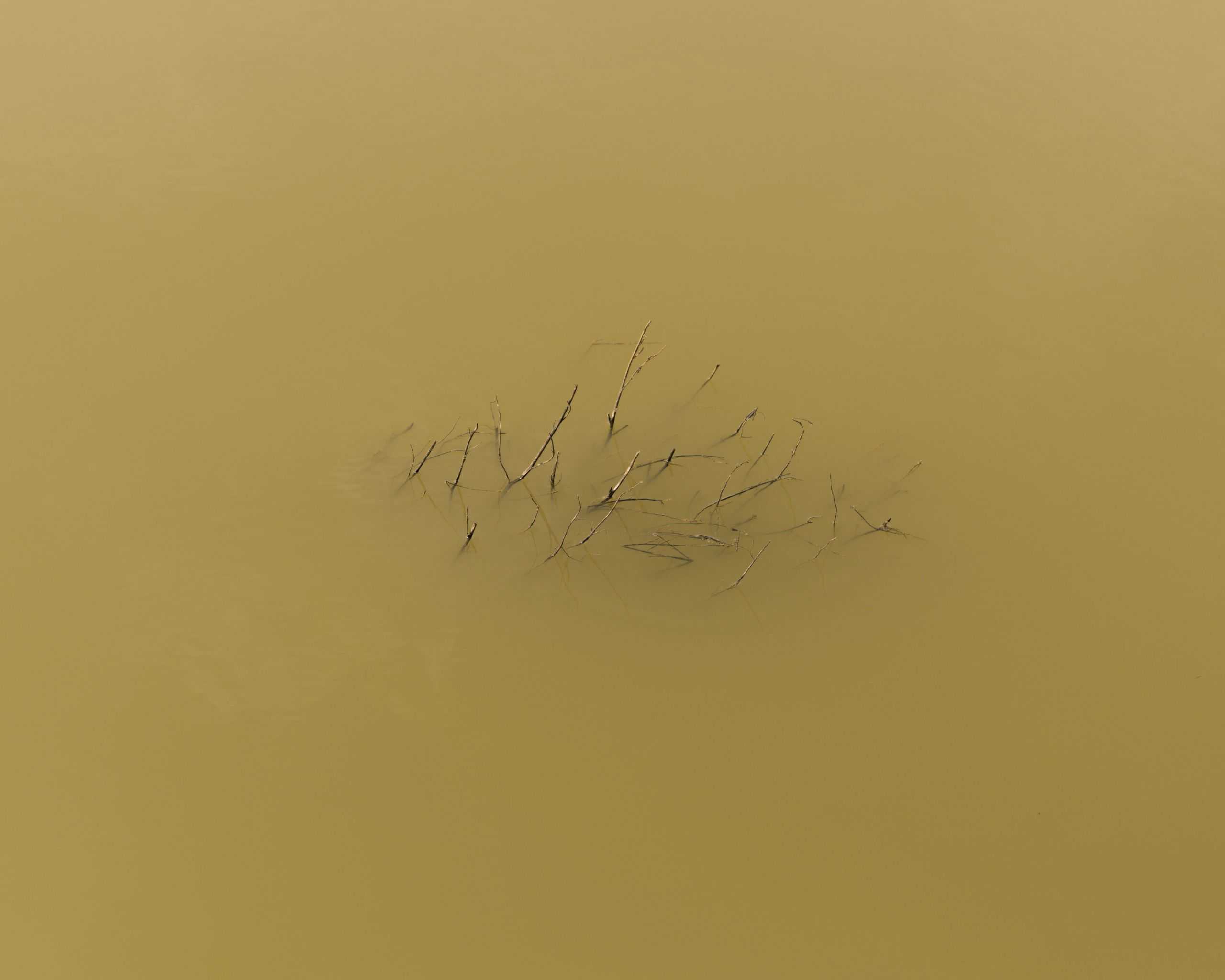 Twigs poking out from under water.