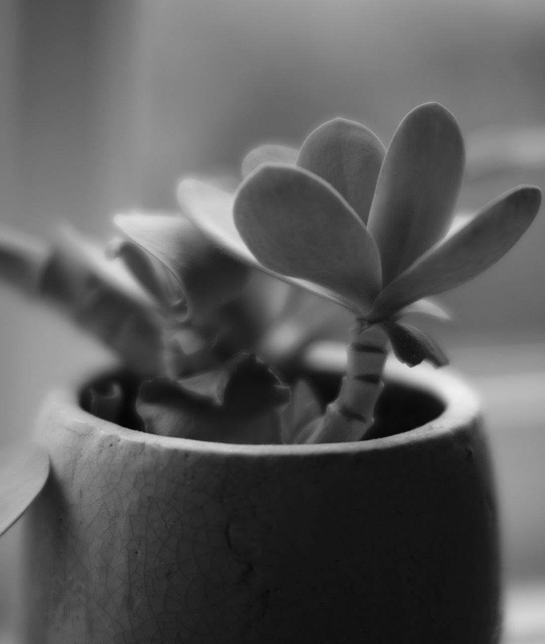 Black and white image of succulent plant with thick oval leaves in ceramic pot, soft focus background with blurred shapes.
