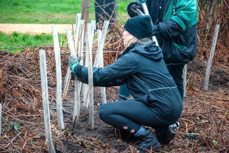Students planting trees