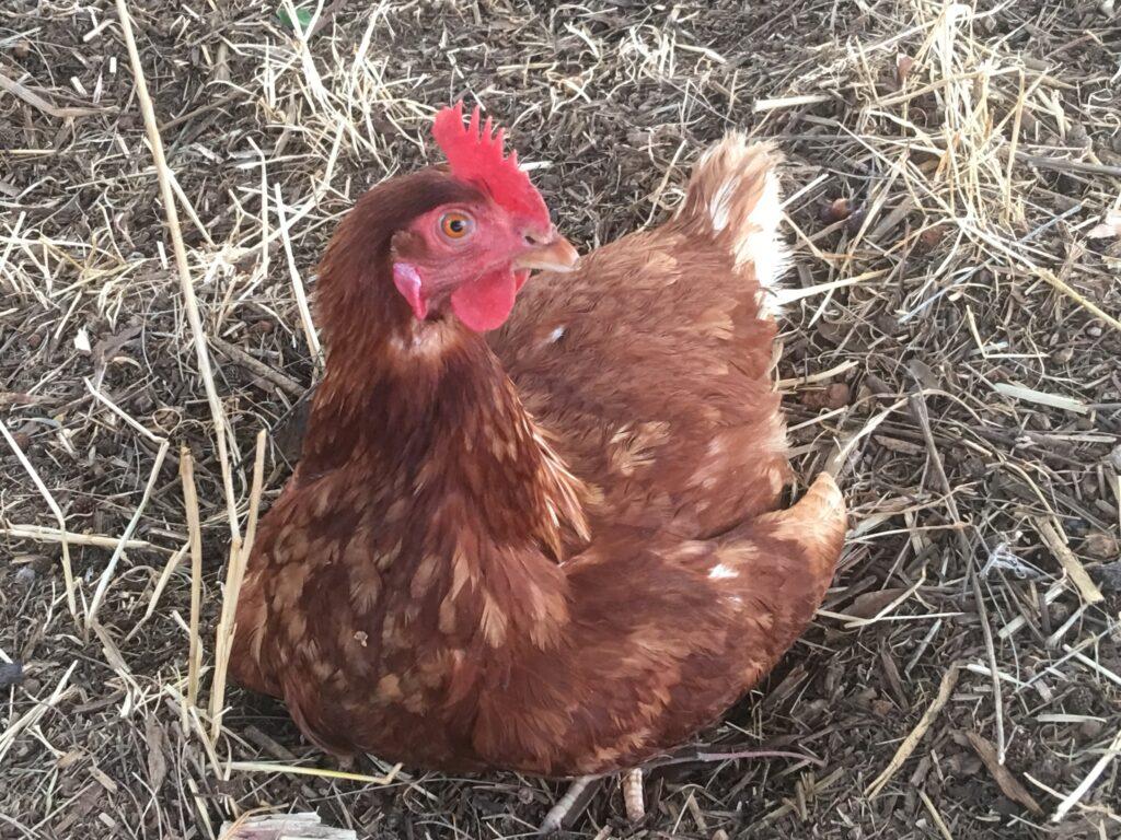 Chickens 001 1024x768