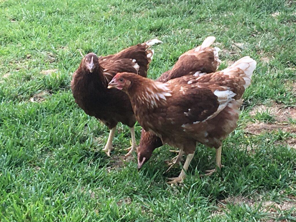 Chickens 003 1024x768