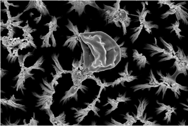 Insect pic 3