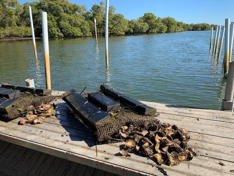 File 20250117 15 uasmjn ixlibrb 4 1 0q45autoformatw754fitclip