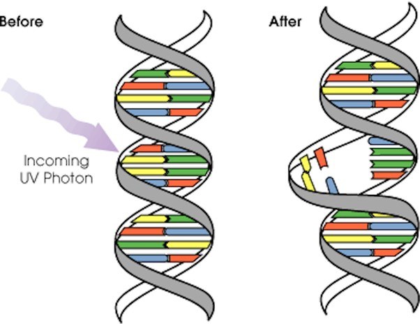 Sunburn DNA source NASA David Herring