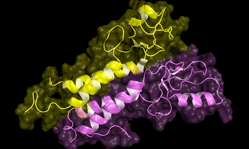 BRCA1 gene