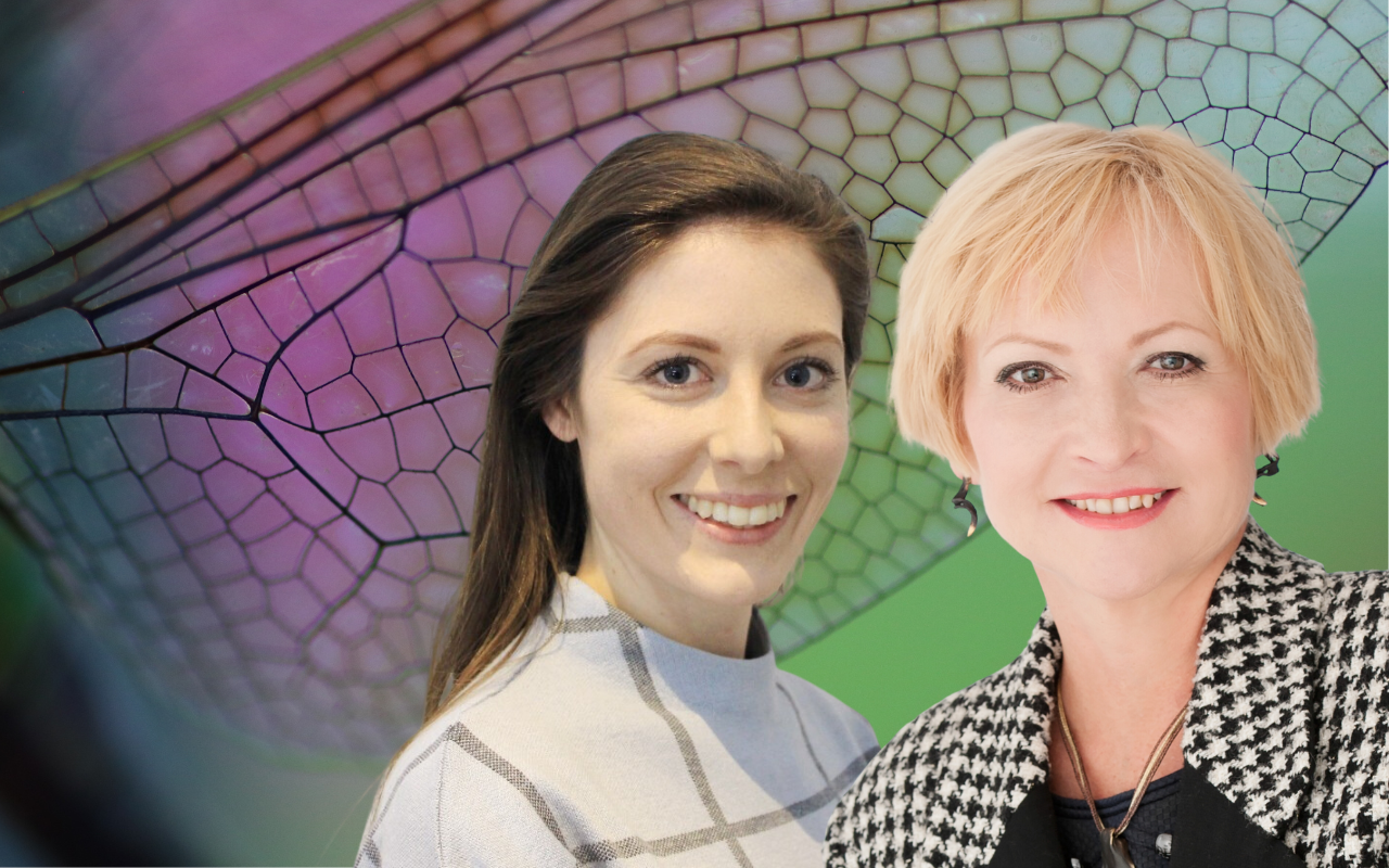 How insect wings could help fight drug-resistant bacteria   - Featured Image