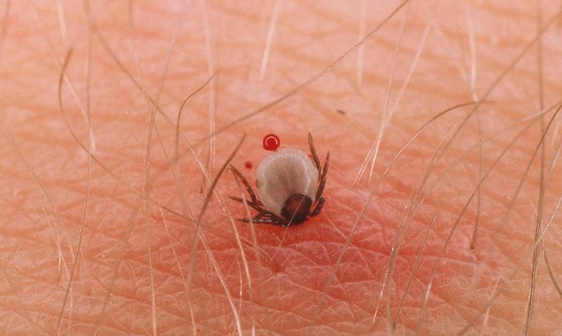 In Sight Lyme disease