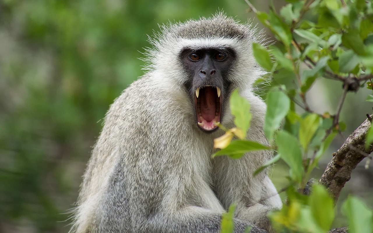 Angry monkey 2022