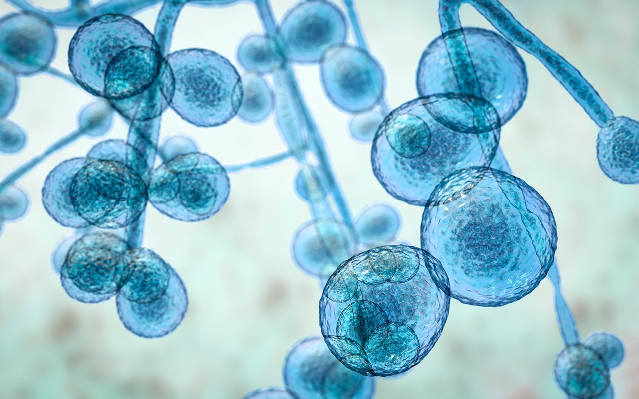 Candida auris we need to be prepared 493