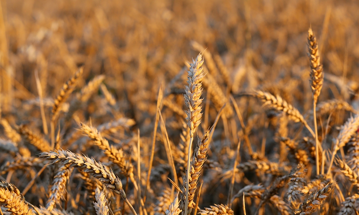 Coeliac disease sorting the wheat from the chaff 927