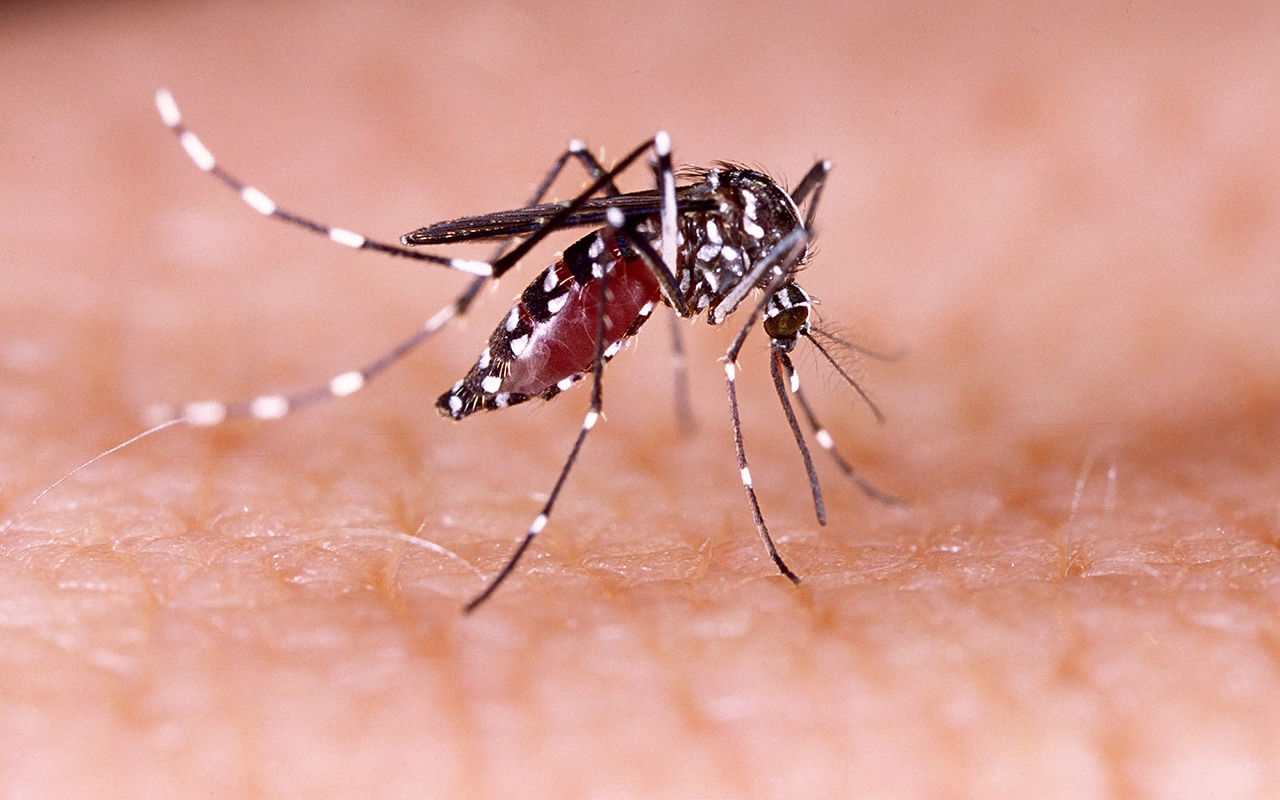 Dengue spreads south to rockhampton 262
