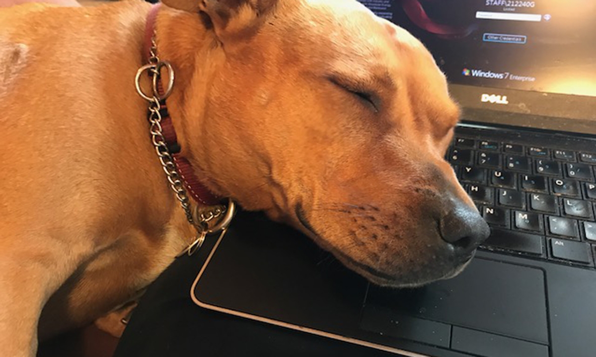 Dog of a dilemma: the rise of the predatory journal - Featured Image