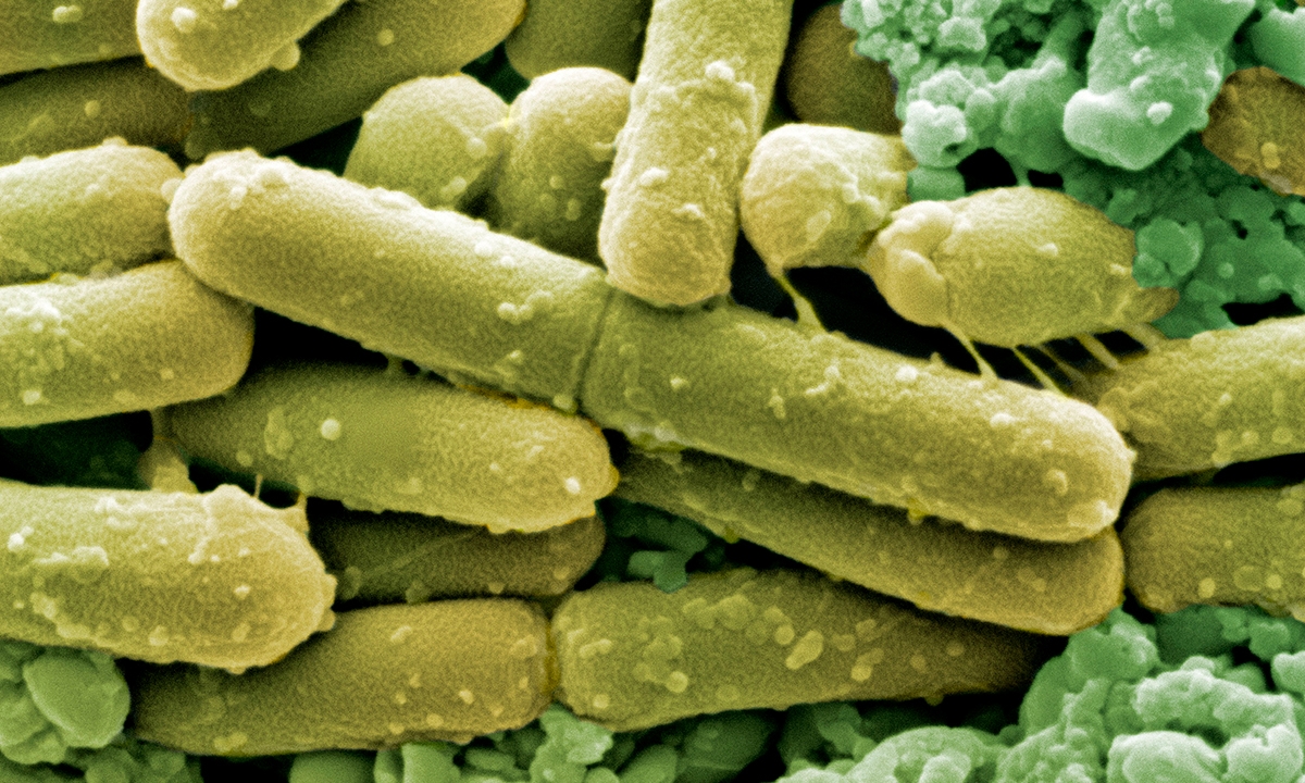 Don’t “chute” the messenger: faecal transplants work - Featured Image