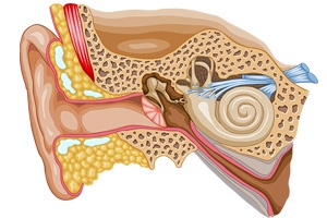 Ear large