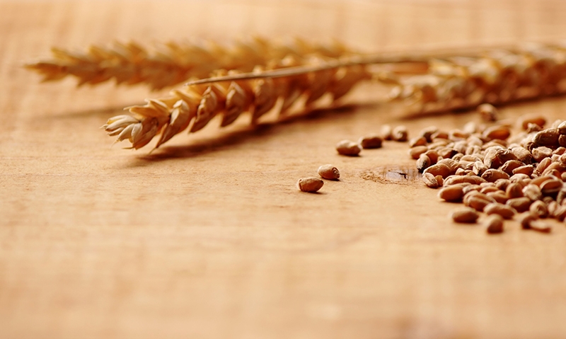 Gluten
