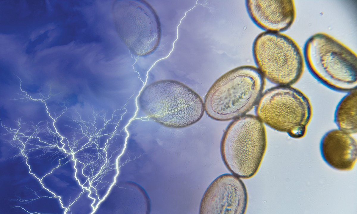 Got hay fever be alert for thunderstorm asthma 334