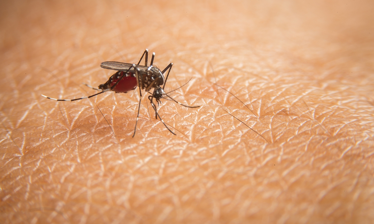 GPs on alert for dengue warning signs - Featured Image