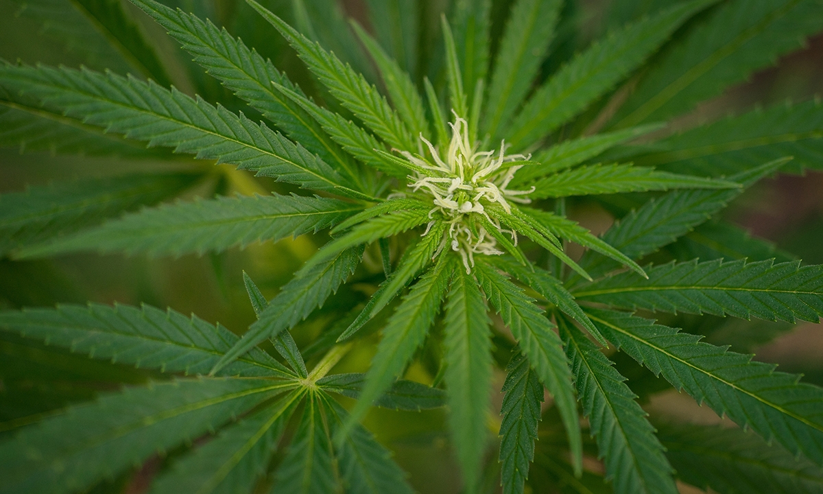 Hard data emerges for cannabis in epilepsy 733