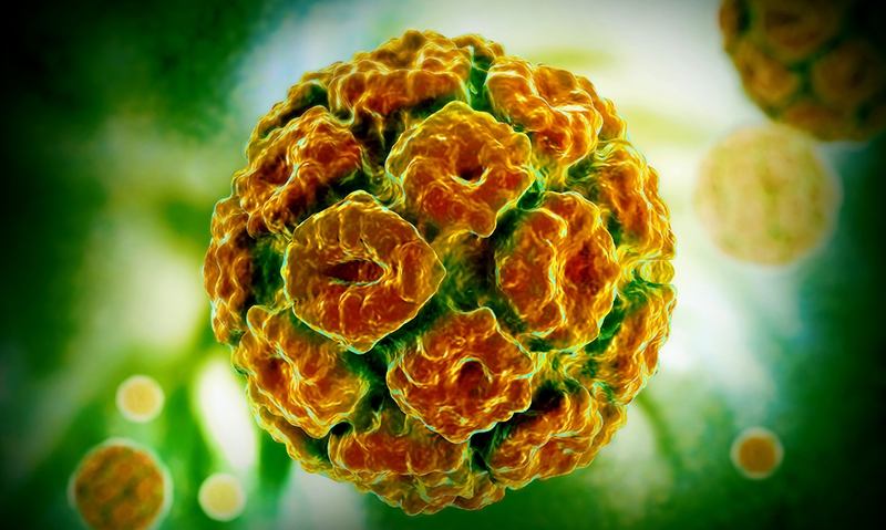 Hpv