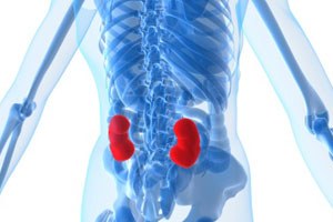 Kidney large