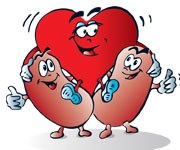Kidney2 medium