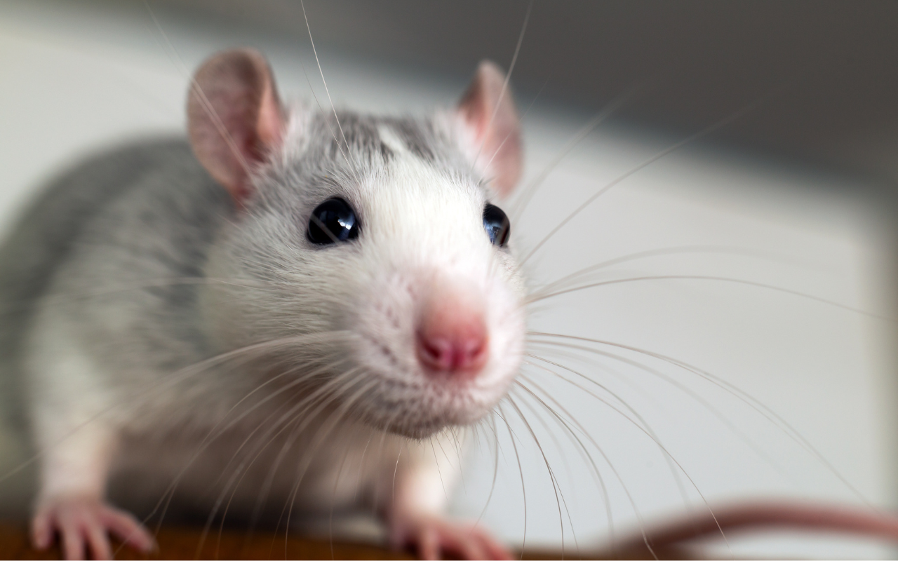 Lead image 2024 09 05 T133700 458